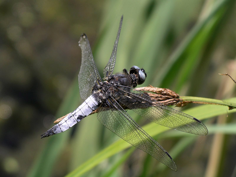 Libellula fulva?